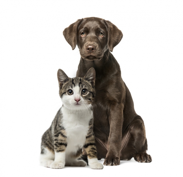 Photo for Ohio County Animal Shelter In Need