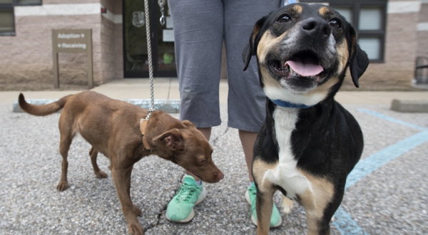 Photo for Ohio County Animal Shelter Rabies Clinic