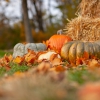 Photo for Day After Thanksgiving